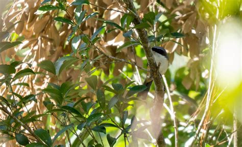 Ilocos Norte bird checklist .